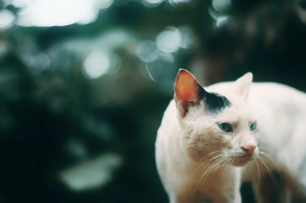 Katt som hviler i en stue